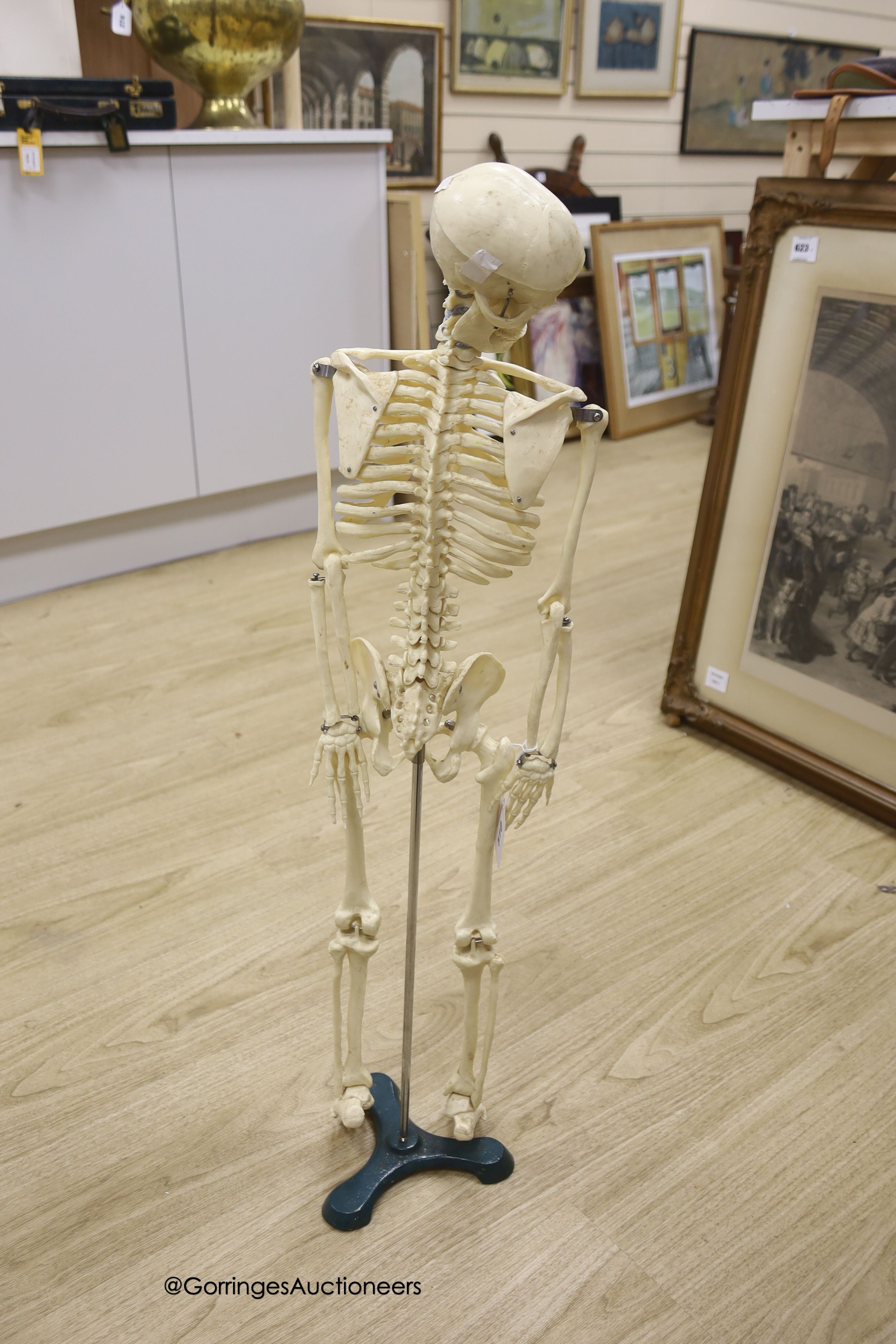 A moulded composition skeleton, 86cm